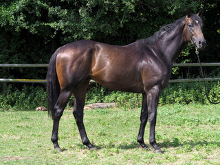 Fototapeta premium Standing Thoroughbred Horse