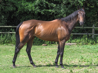 Standing Thoroughbred Horse