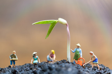 Miniature people , Gardeners take care growing sprout in field
