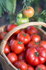 Tomatoes harvest  in the basket outdoors, farming, gardening and  agriculture  concept