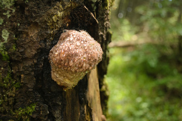 large drops of dew on the fungus