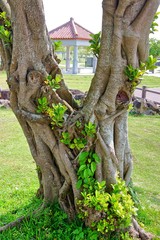 沖縄平和祈念公園の木