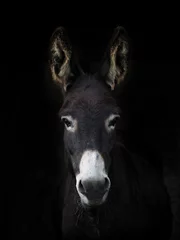 Foto op Aluminium Donkey Headshot © Nigel Baker