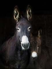 Donkey and Foal