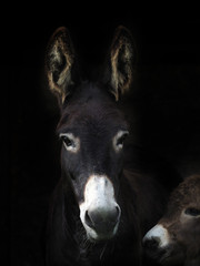Donkey and Foal