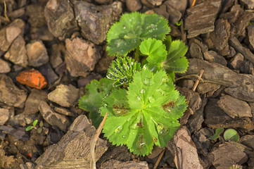 Green leaves with drops of dew or rain on the background of ston