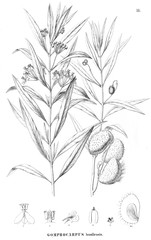 Illustration of plant