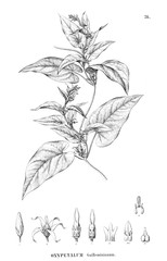 Illustration of plant