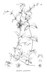 Illustration of plant