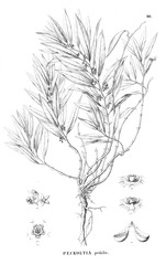 Illustration of plant