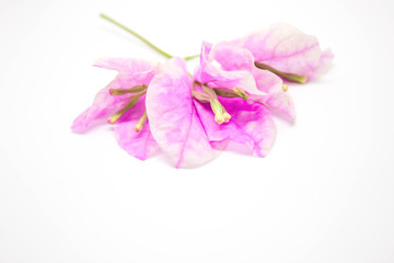 Paper flowers or Bougainvillea, Pink Bougainvillea on white background, Beautiful Bougaville, flowers on white background