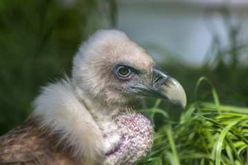 A close portrait of the Griffon Vulture (Gyps fulvus)