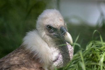 A close portrait of the Griffon Vulture (Gyps fulvus)