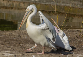 Portrait of two pelicans (Pelecanus onocrotalus).
