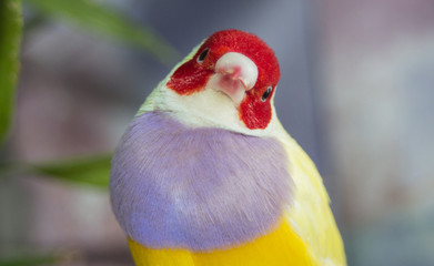 Yellow red-headed Gouldian finch  (Erythrura gouldiae) is a bird species of the Estrildidae family.