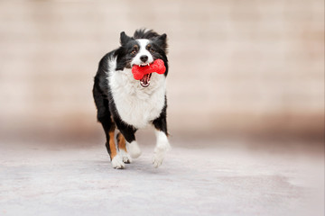 border collie funny game