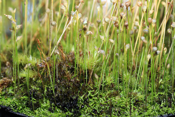 As carnivorous plants, carnivores or insectivores are called plants, 
the by means of converted leaves catch mostly single-celled or arthropods,



