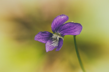 VIOLET - Blooming flower in the forest