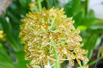 Grammatophyllum, orchid
