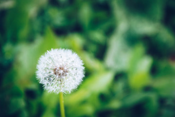 Top view of a common dandelion Taraxacum officinale, a flowering herbaceous perennial plant of the family Asteraceae. The round ball of silver tufted fruits is called a blowball or clock