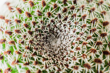 Macro abstract natural round pattern of lot of white thorns of humicocalcium mix cactus.