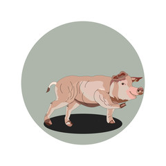 The merry pig is realistic, beautiful, with a small tail.