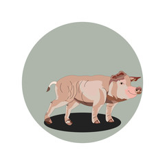 The merry pig is realistic, beautiful, with a small tail.