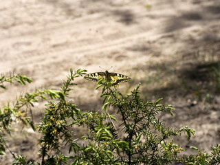 Piękny motyl Paź królowej(Papilio machaon) na gałązkach jałowca w sosnowych borach