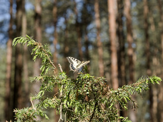 Piękny motyl Paź królowej(Papilio machaon) na gałązkach jałowca w sosnowych borach - obrazy, fototapety, plakaty