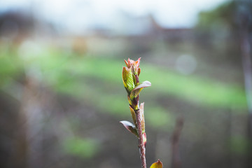 Branches with new leaves in the garden. Selective focus.