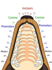 Anatomical structure of the upper jaw of the dog, the location and the name of the teeth © toricheks