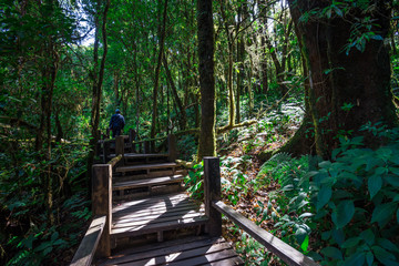 Walkway in rainforest on the top mountain Doi Inthanon National Park, northern of Thailand - Green nature concept