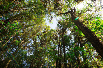 Fototapeta premium Rainforest on the top mountain Doi Inthanon National Park, northern of Thailand - Green nature concept