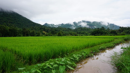 The vast rice fields are mountainous in the background, side is a canal.