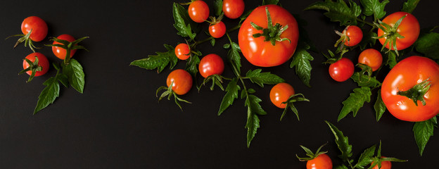 Fresh vegetables tomato and fragrant greens salad, parsley, basil on a dark background, concept of vegetarianism and healthy eating. Flat black background long baneer