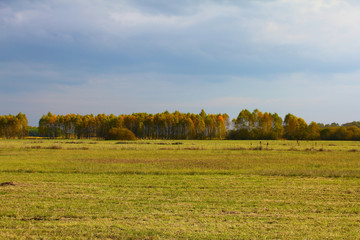 Fototapeta premium Panorama of autumn fields, in the background a birch copse