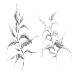 Wild herb branch pencil drawing