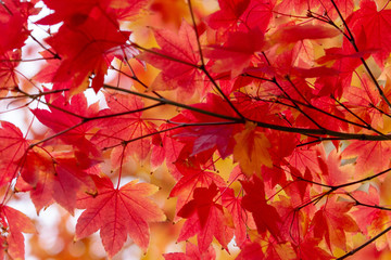Red Autumn leaves with blurred background at Mount lofty south australia on 17th May 2018