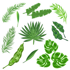 Different tropical leaves on white background