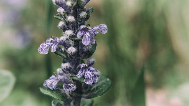 BUGLEHERB (Ajuga reptans) - A flourishing plant in the forest