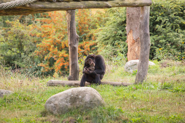 A chimpanzee is sitting in the meadow