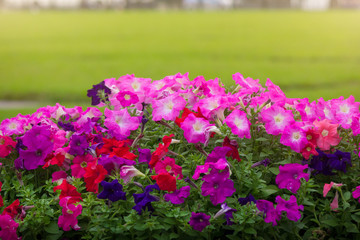 Beautiful Colorful Petunia Flowers with grass field background