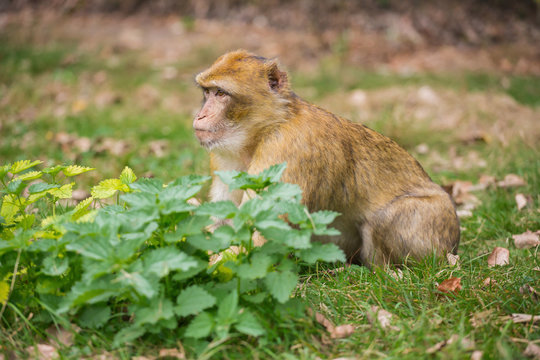 A little monkey is sitting on the green meadow
