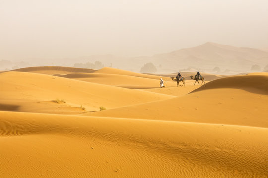 two camels and one guide man walking by Sahara desert