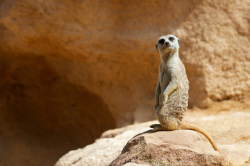Meerkat in a zoo