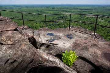 Green fern growing in the sandstone cliff with a beautiful forest scenery in the background, Phu Sing, Bueng Kan, Thailand