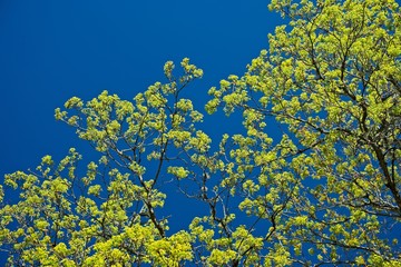 Fototapeta premium tree and blue sky