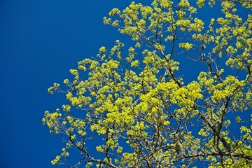 tree and blue sky
