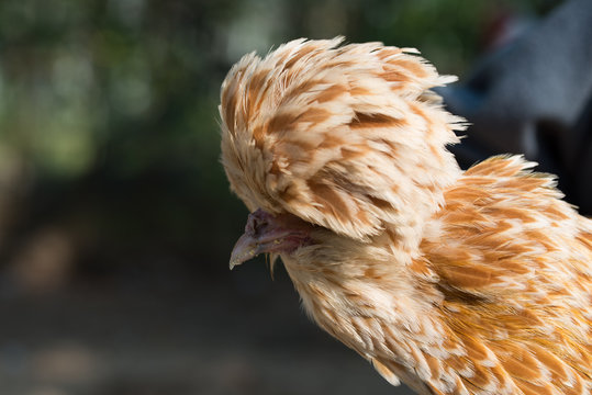 Paduan hen close-up on natural background