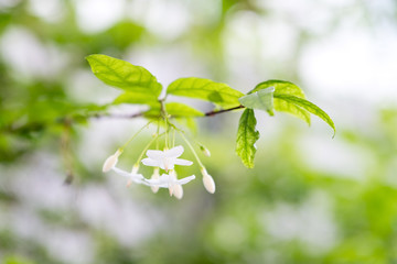 Closeup image of mok flower with tree